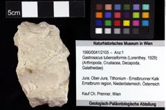 Foto (Objket + Etiketten) von Gastrosacus tuberosiformis (Lorenthey, 1929) 